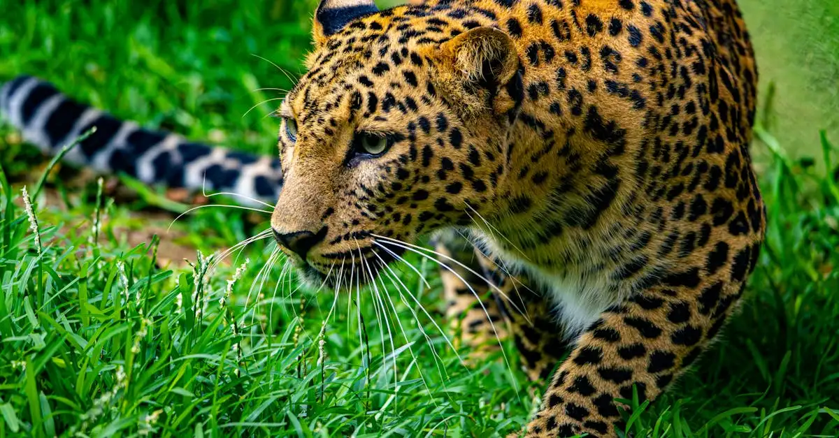 Waarom voelen katten gevaar zo intuïtief aan?