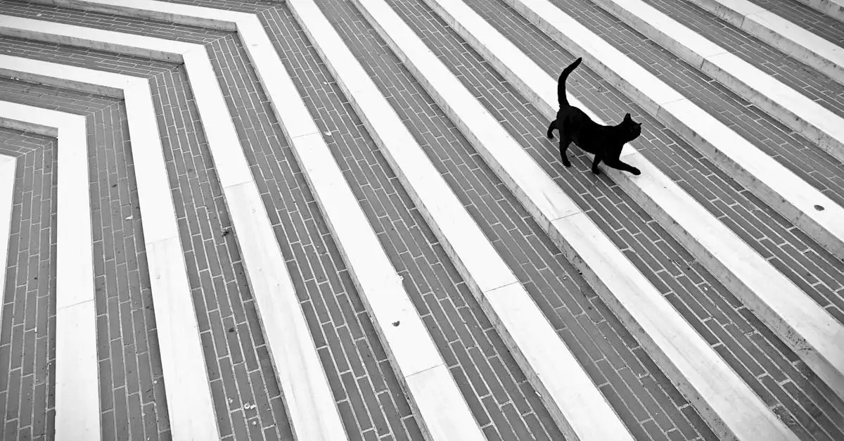 Waarom wordt de kat als heilig beschouwd?