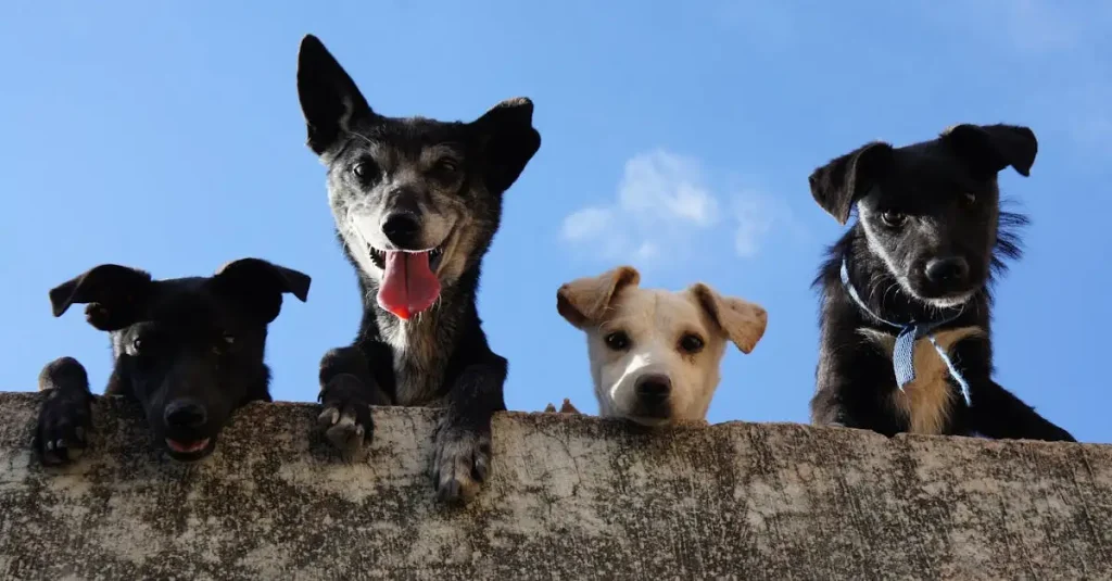 Waarom zijn honden zulke sociale dieren? Ontdek het nu!