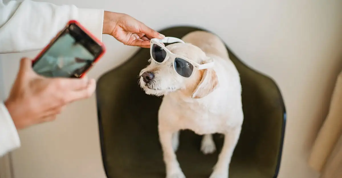 Waarom zijn honden zulke sociale dieren? Ontdek het nu!