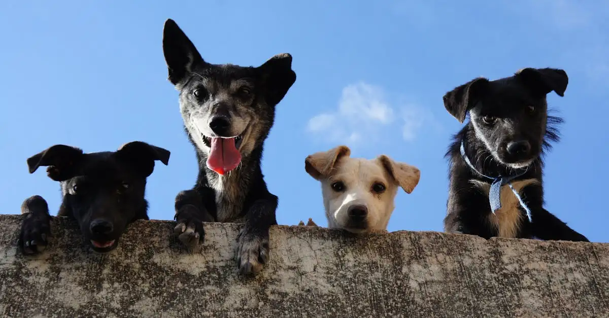 Waarom zijn honden zulke sociale dieren? Ontdek het nu!