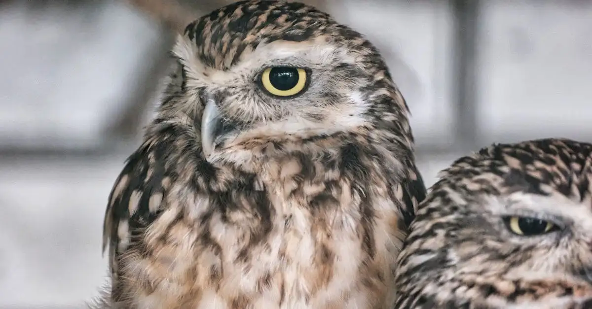 Wat is de wetenschappelijke naam voor vogels? Ontdek het hier!