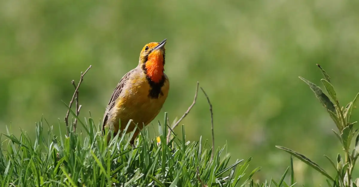 Wat is de wetenschappelijke naam voor vogels? Ontdek het hier!
