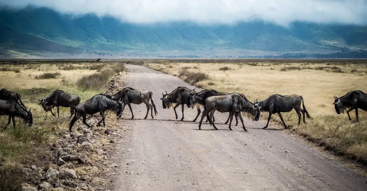 Wat is het Ngorongoro Conservation Area in Tanzania?