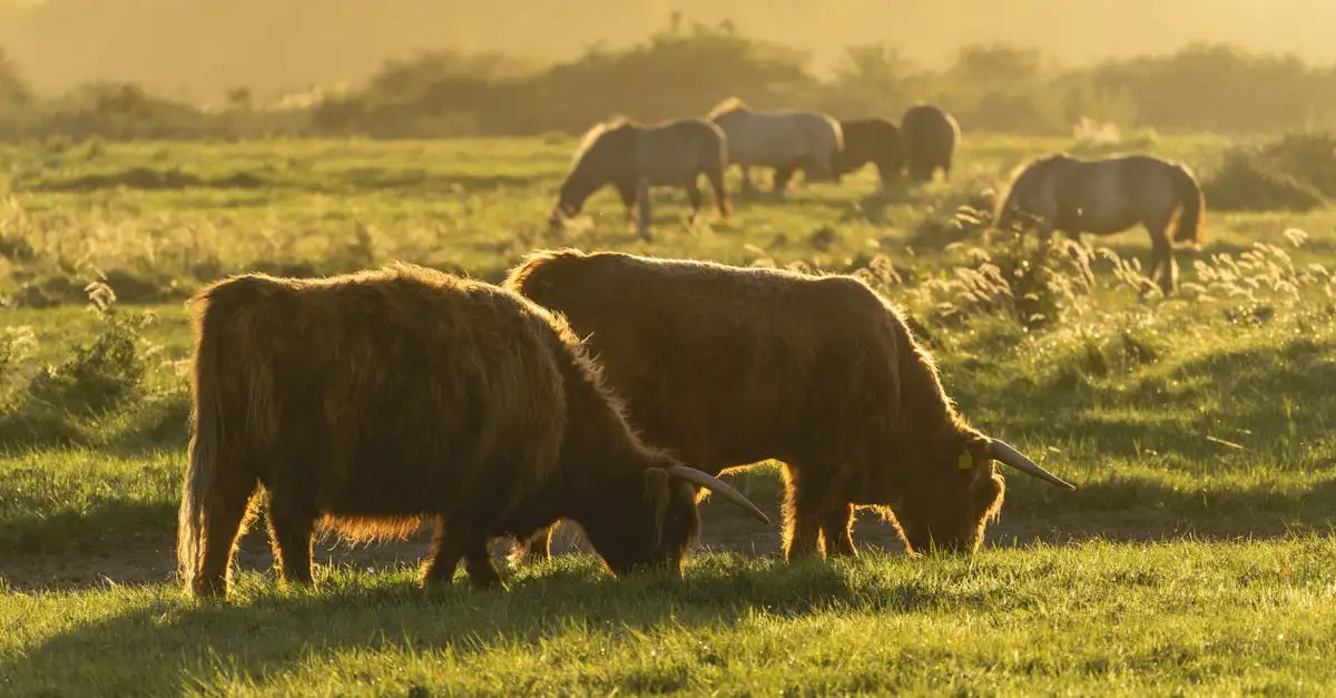 Wat was de betekenis van de Cattle Raid of Cooley?