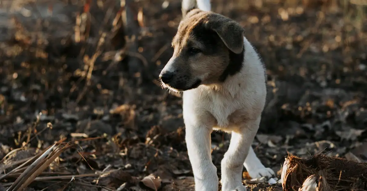 Welke hond past bij jouw sterrenbeeld? Ontdek jouw perfecte match!