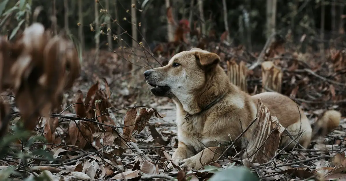 Welke hond past bij jouw sterrenbeeld? Ontdek jouw perfecte match!