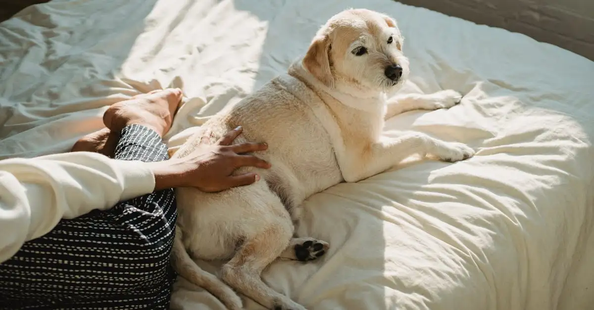 Welke hond past bij mijn persoonlijkheid? Ontdek jouw ideale match!