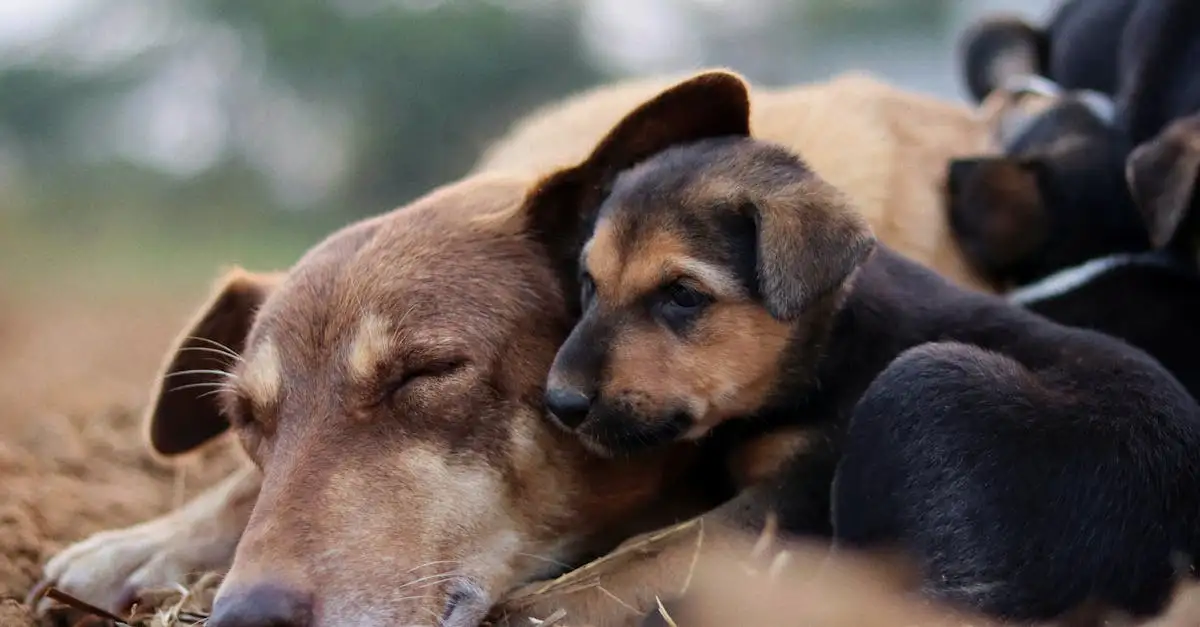 Welke hond past het beste bij ons gezin? Ontdek de beste opties!