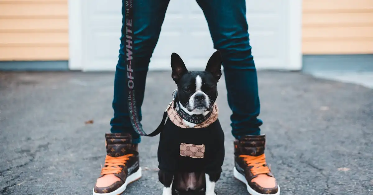Welke trends zijn er in hondenverzorging en -kleding?