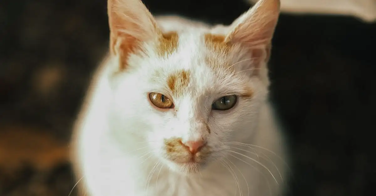 Waarom zou je voor een kat als huisdier kiezen?