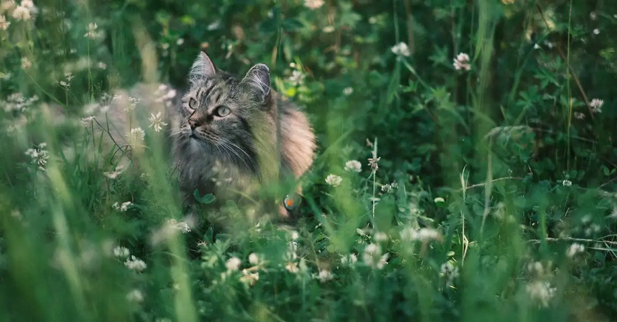 Wie heeft de heilige kat ontdekt? Ontdek het hier!