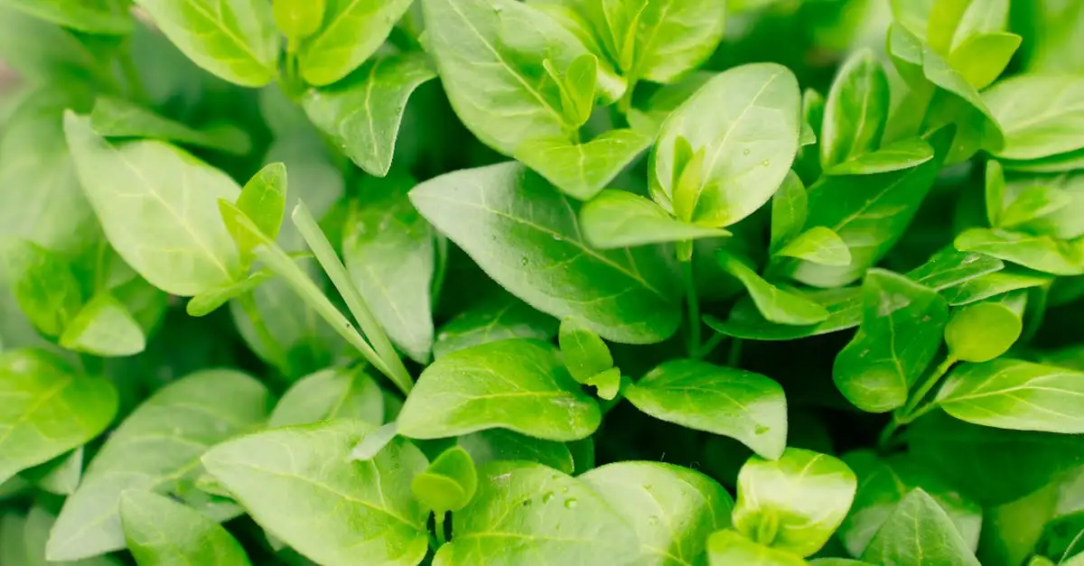 Welke kruiden kun je het beste samen planten?