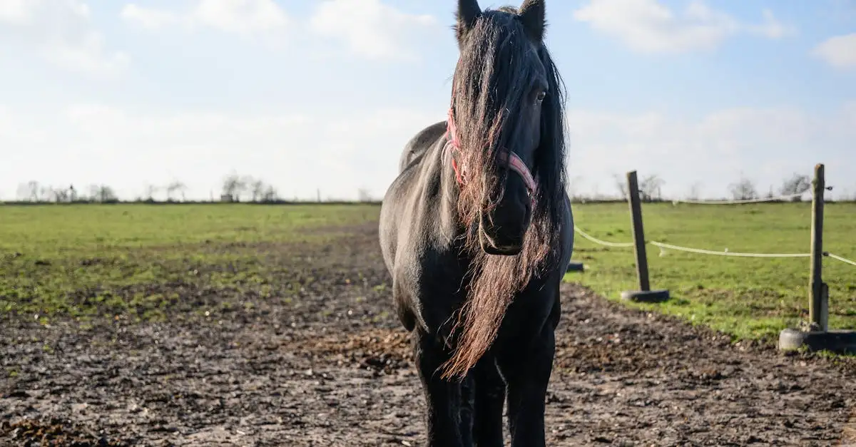 Past een Fries paard wel bij jouw levensstijl?